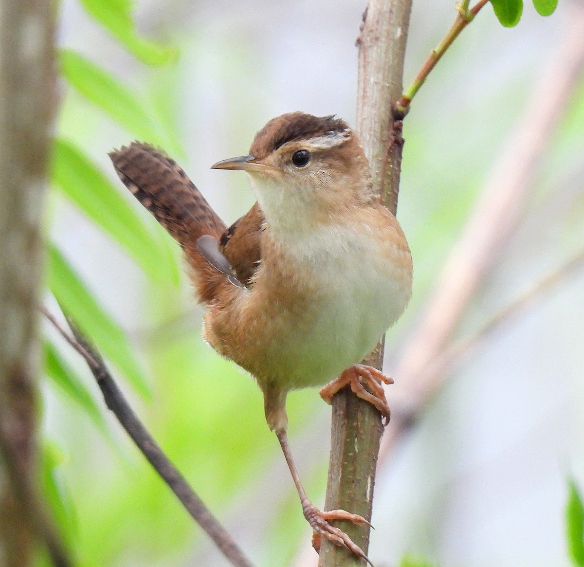 Marsh Wren - ML635029304