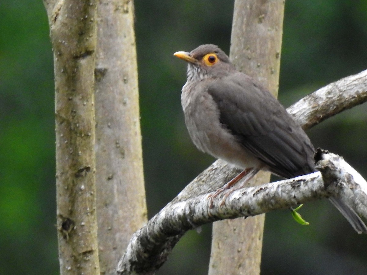 Spectacled Thrush - ML635029320