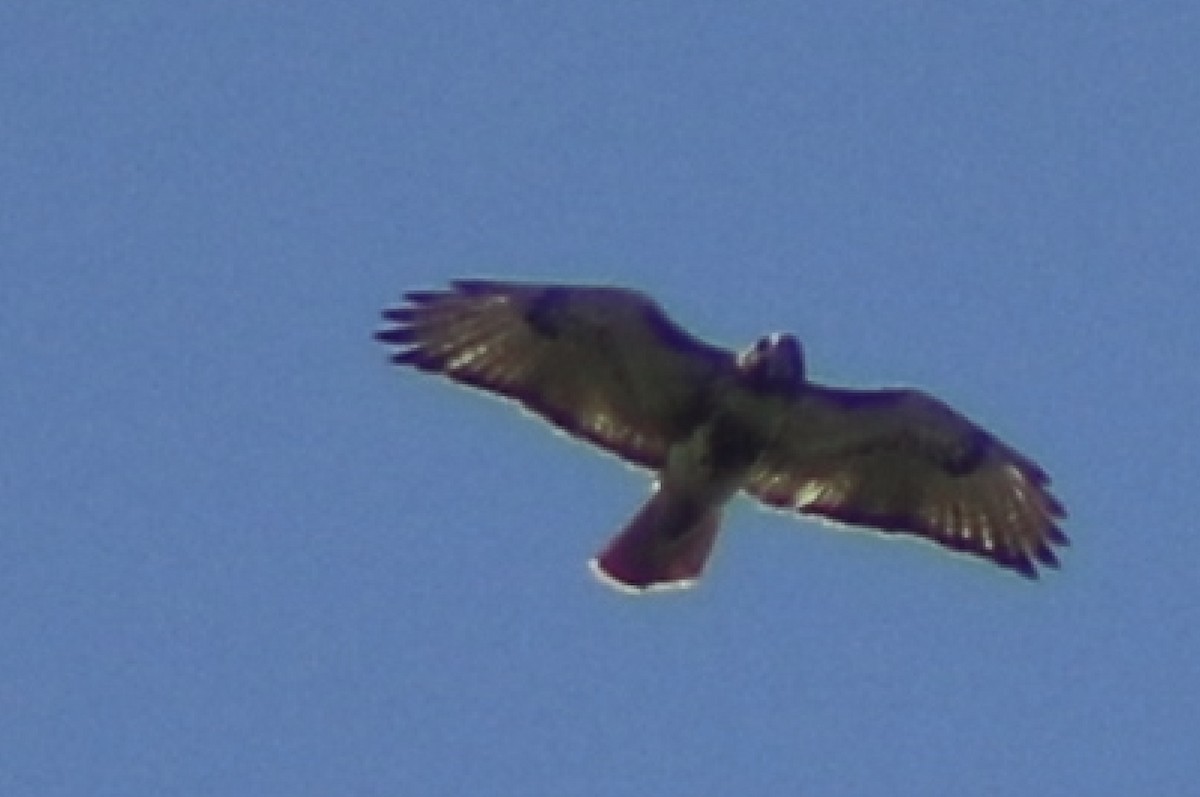 Red-tailed Hawk - ML635029330