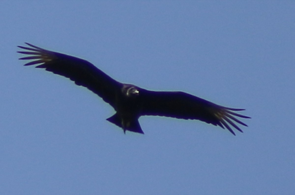 Black Vulture - ML635029436
