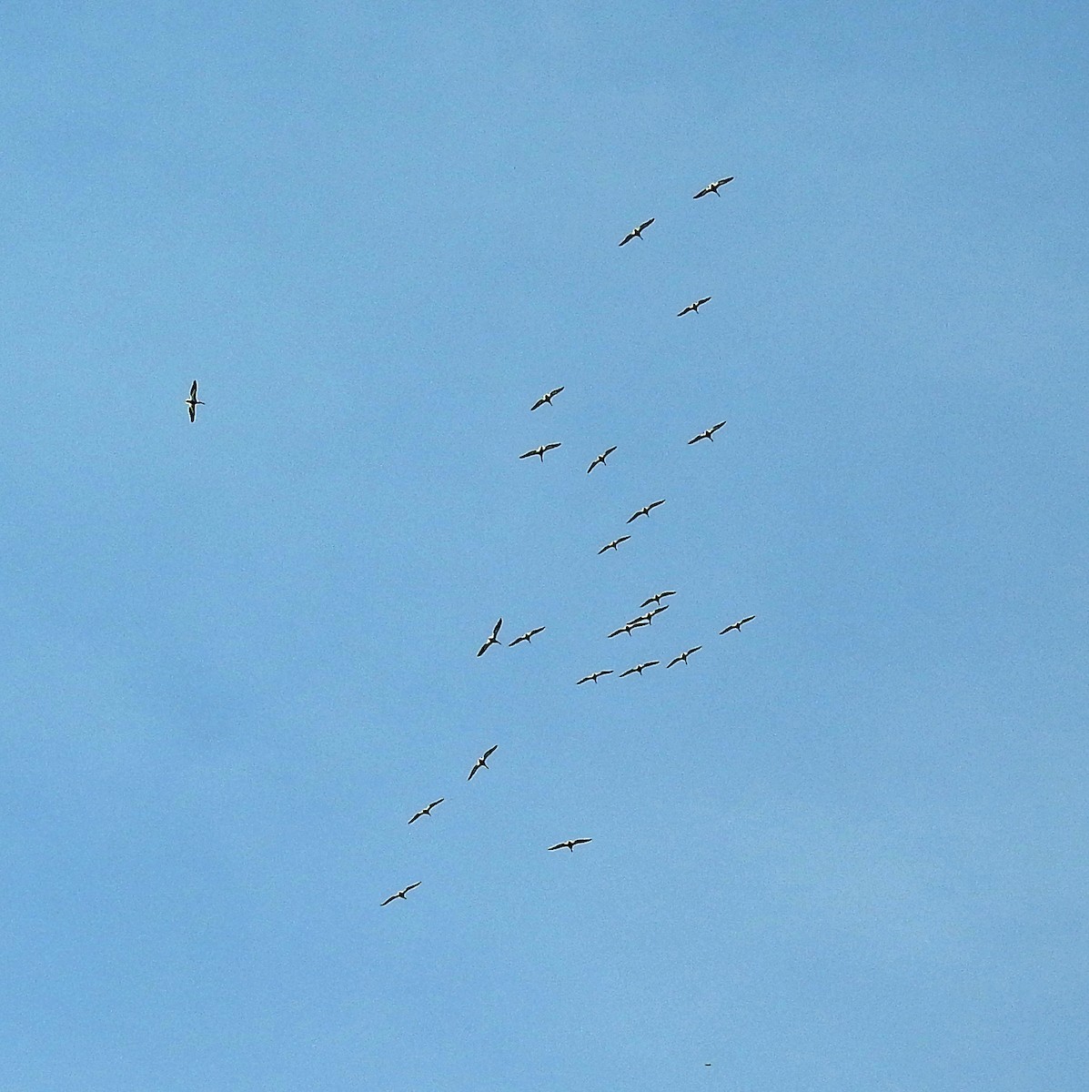 American White Pelican - ML63502961