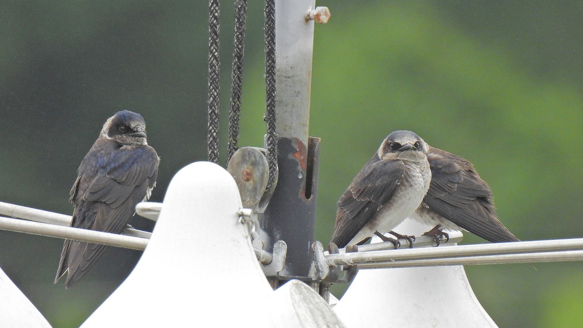 Purple Martin - ML635029612