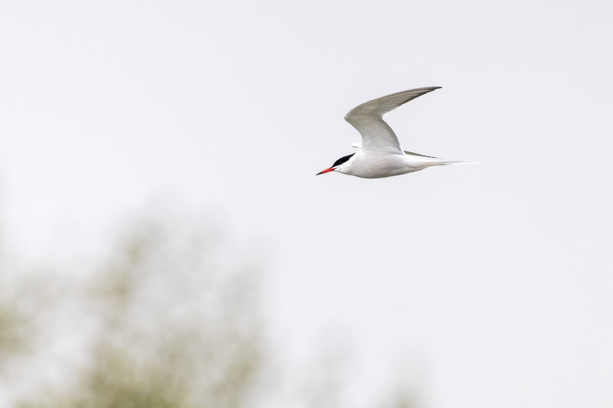 Common Tern - ML635029902