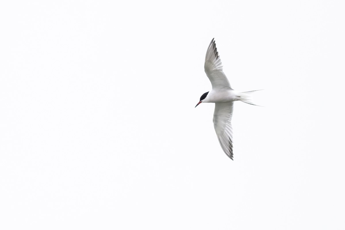 Common Tern - ML635029903