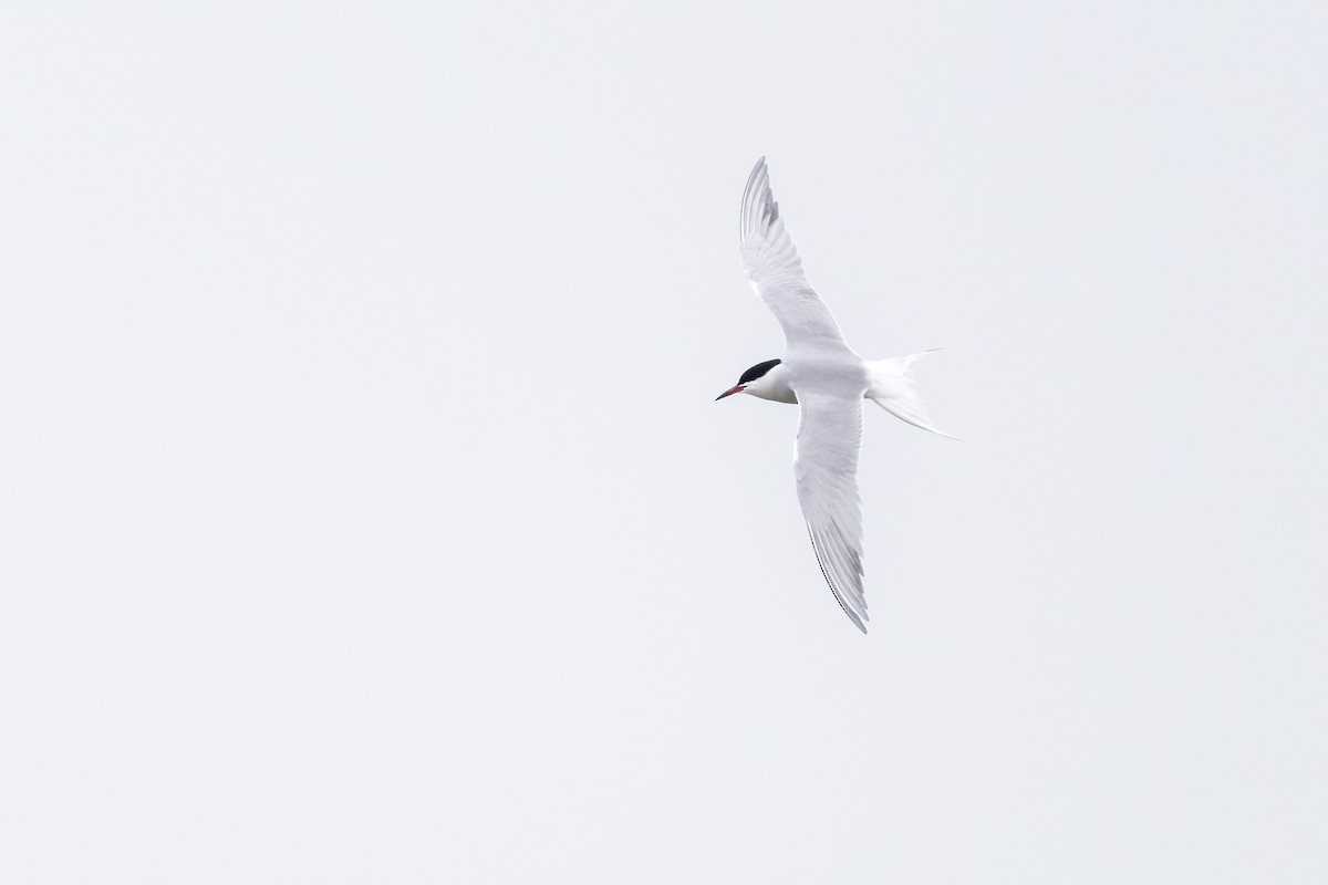 Common Tern - ML635029904