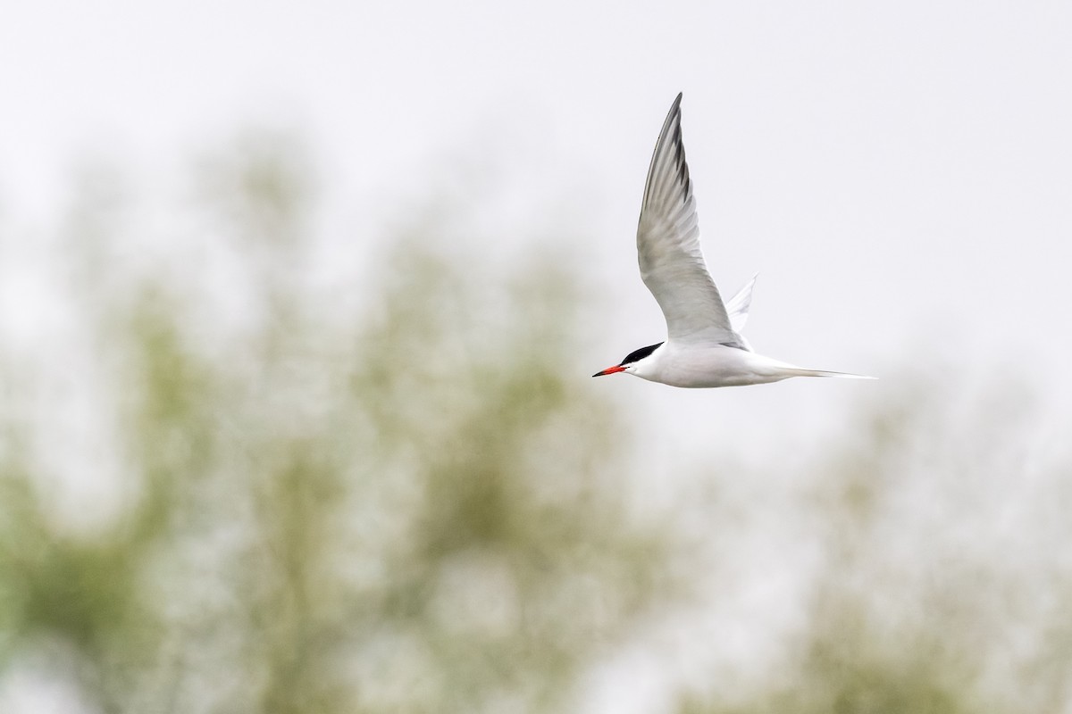 Common Tern - ML635029905