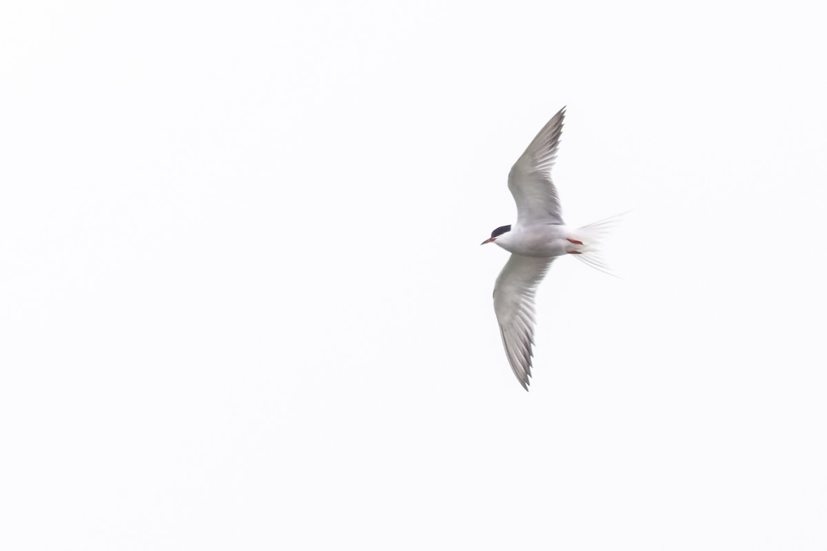 Common Tern - ML635029912