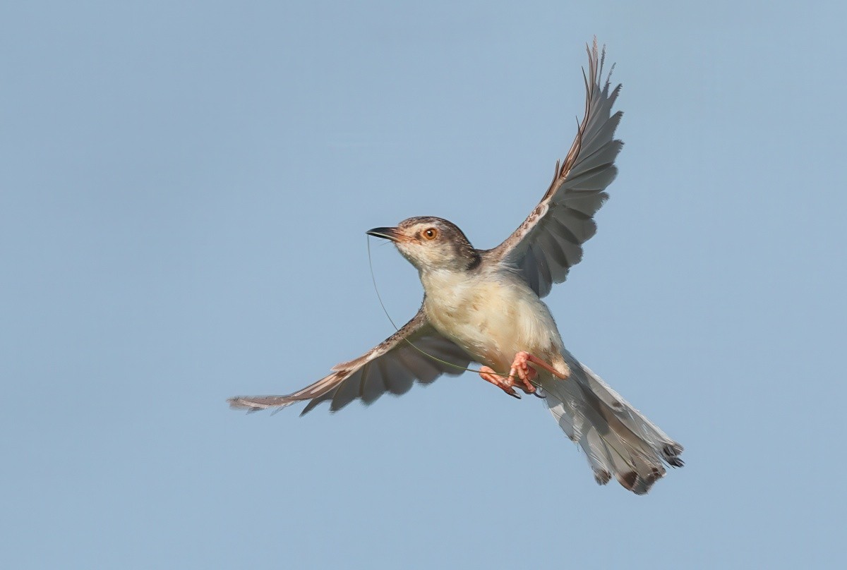 Plain Prinia - ML635029948