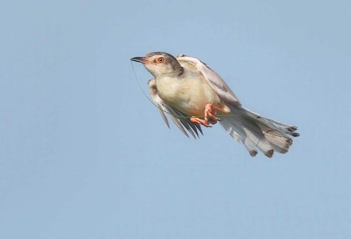 Plain Prinia - ML635029949