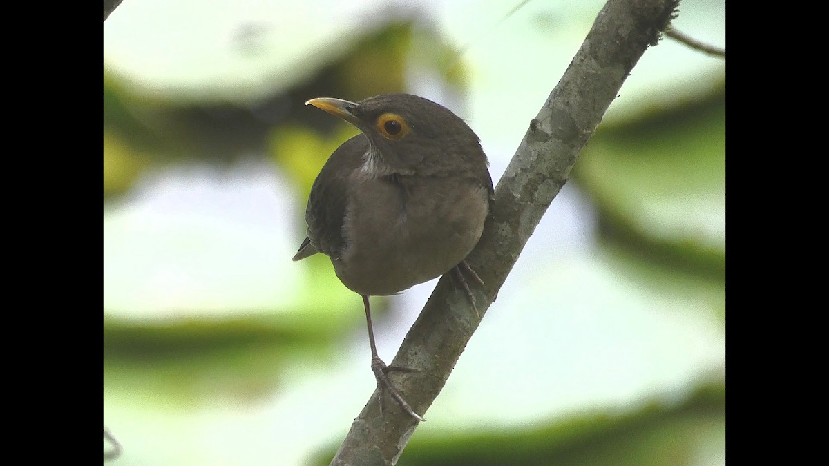 Spectacled Thrush - ML635030157