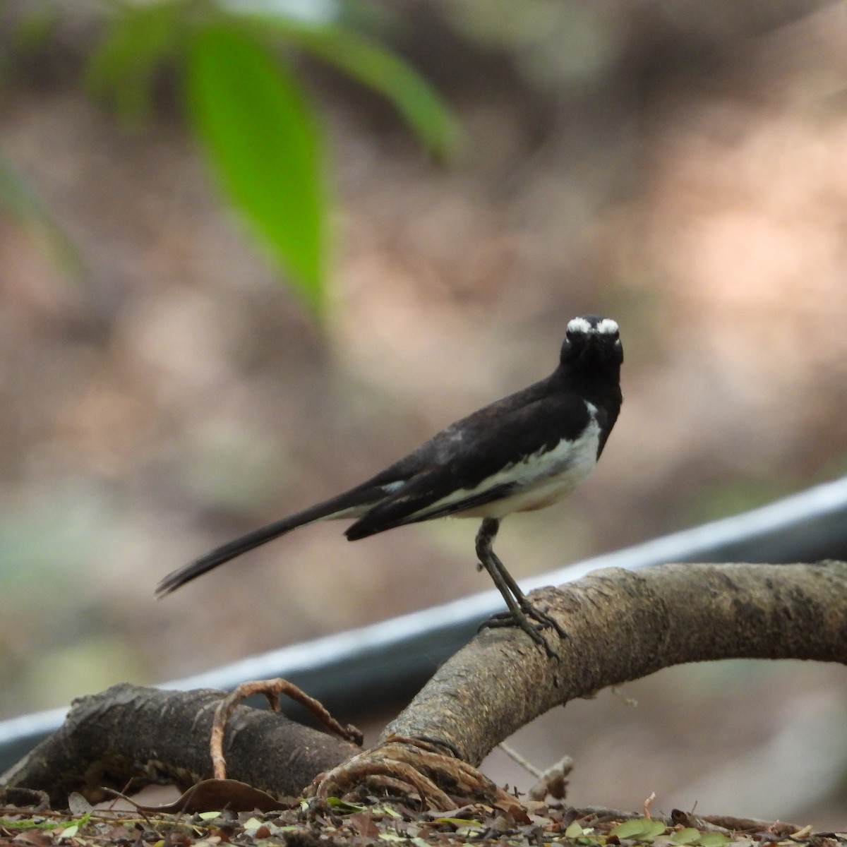 White-browed Wagtail - ML635030337