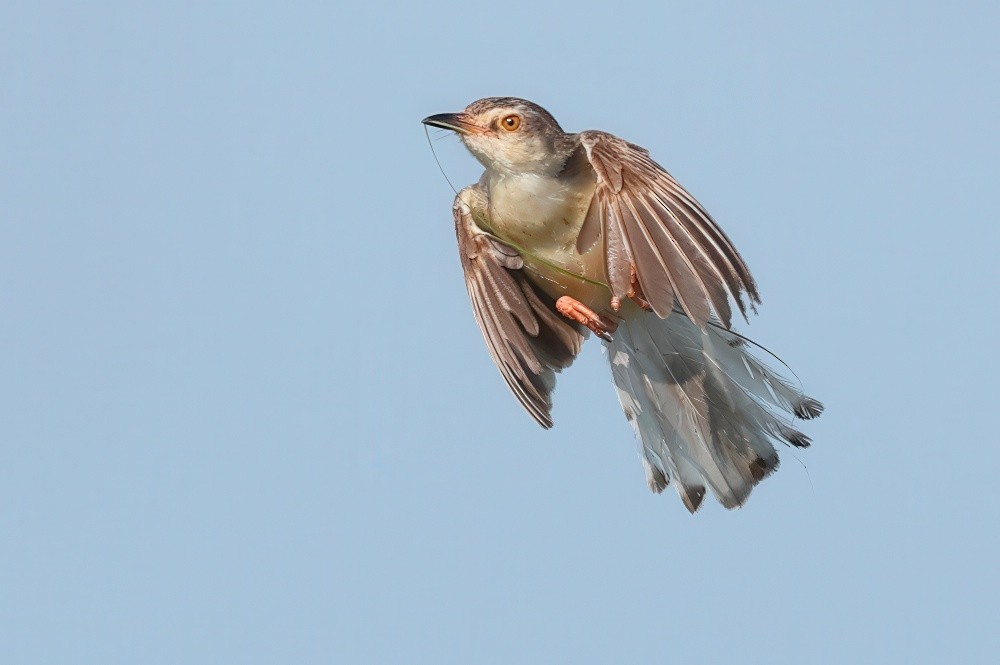 Plain Prinia - ML635030376