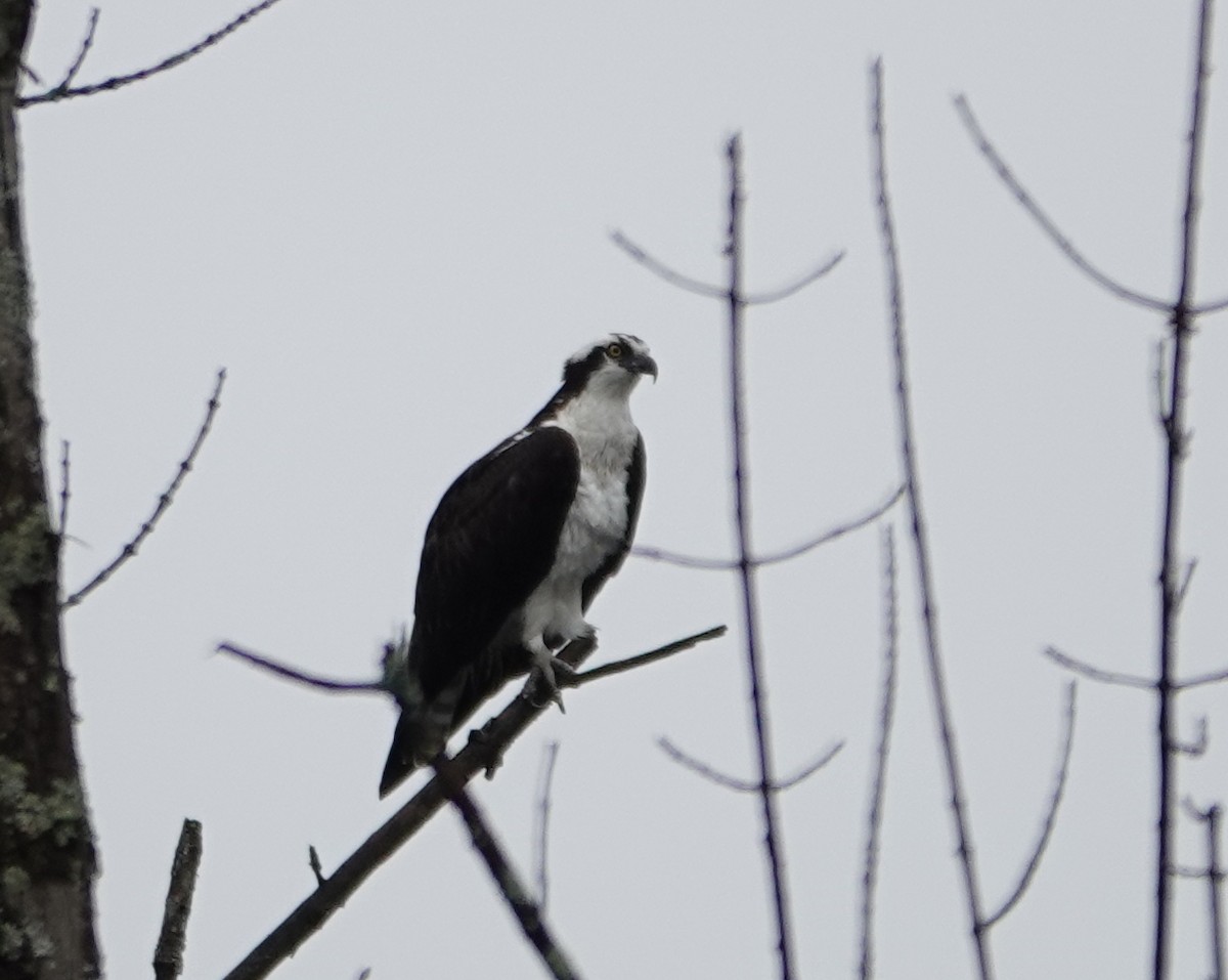 Osprey - ML635030377