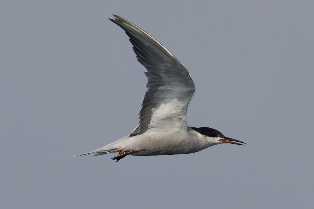 White-cheeked Tern - ML635030378