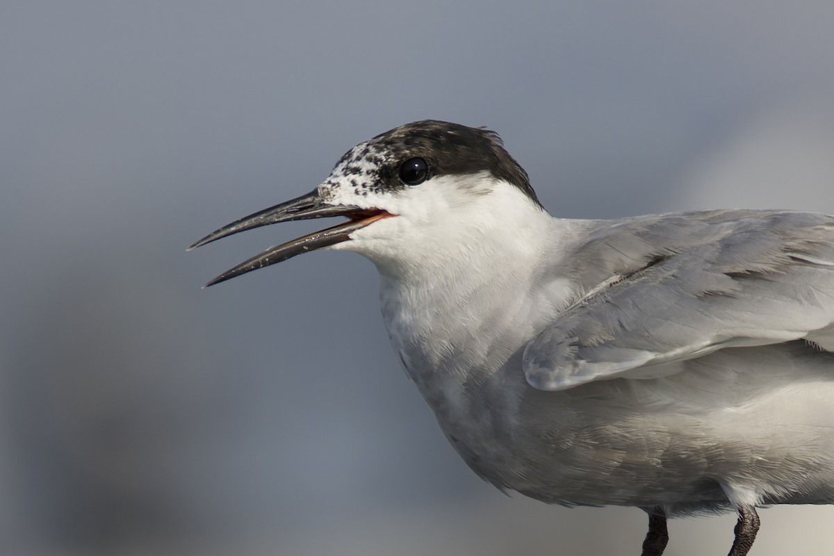 White-cheeked Tern - ML635030379
