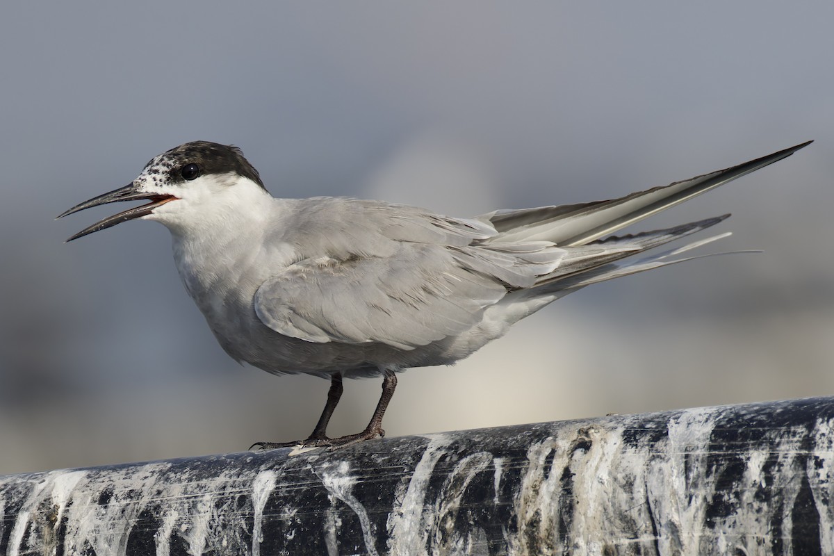 White-cheeked Tern - ML635030380