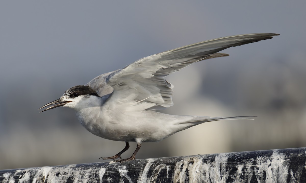 White-cheeked Tern - ML635030381