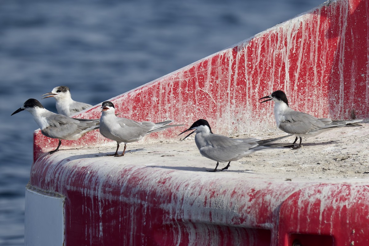 White-cheeked Tern - ML635030383
