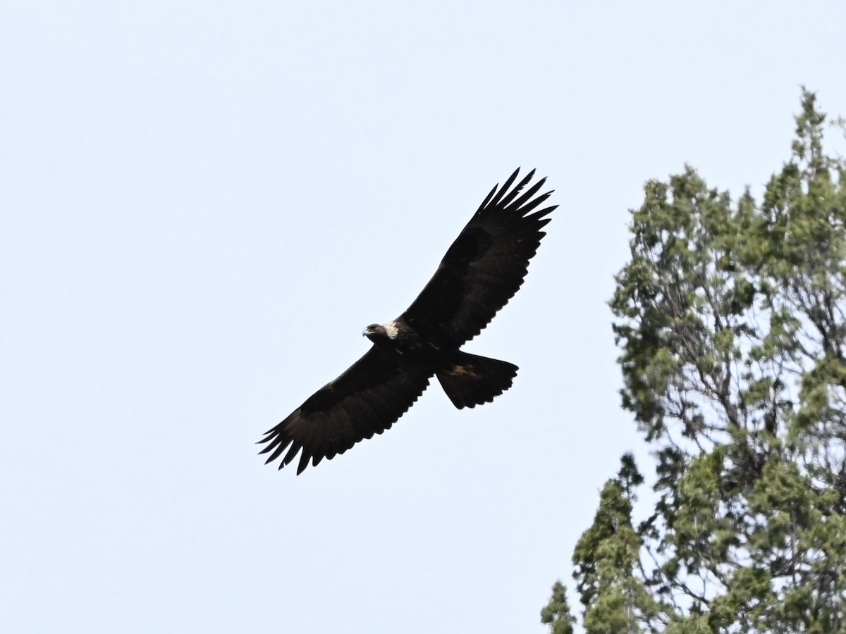 kongeørn - ML635030462