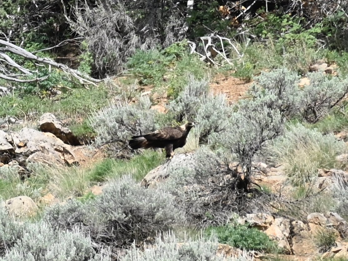 kongeørn - ML635030464