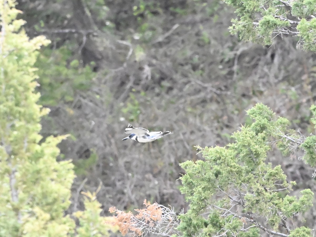 belteisfugl - ML635030478