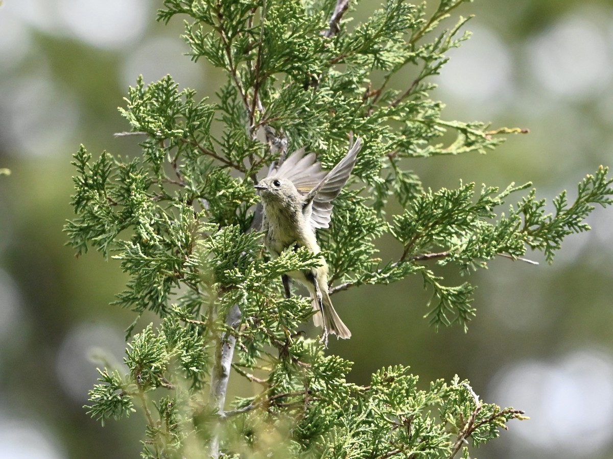 rubinfuglekonge - ML635030545