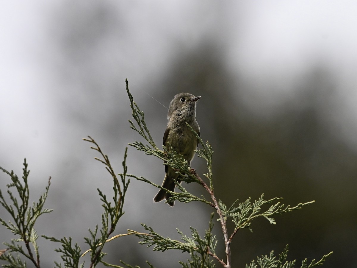 rubinfuglekonge - ML635030546