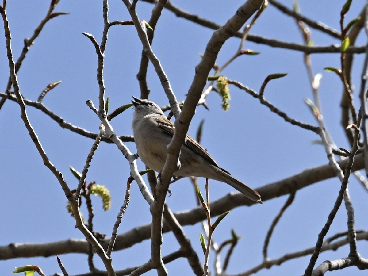 brunissespurv - ML635030588