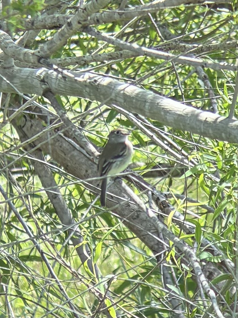 Mosquero sp. (Empidonax sp.) - ML635030601
