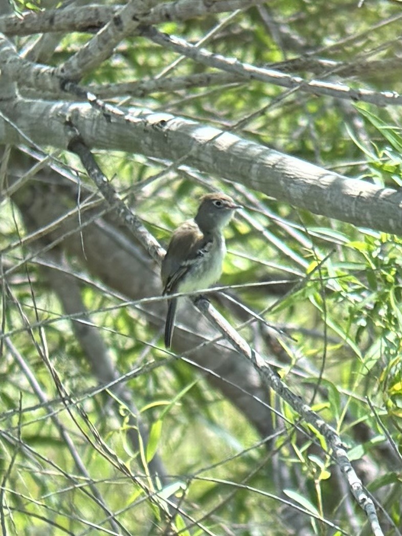 Mosquero sp. (Empidonax sp.) - ML635030603