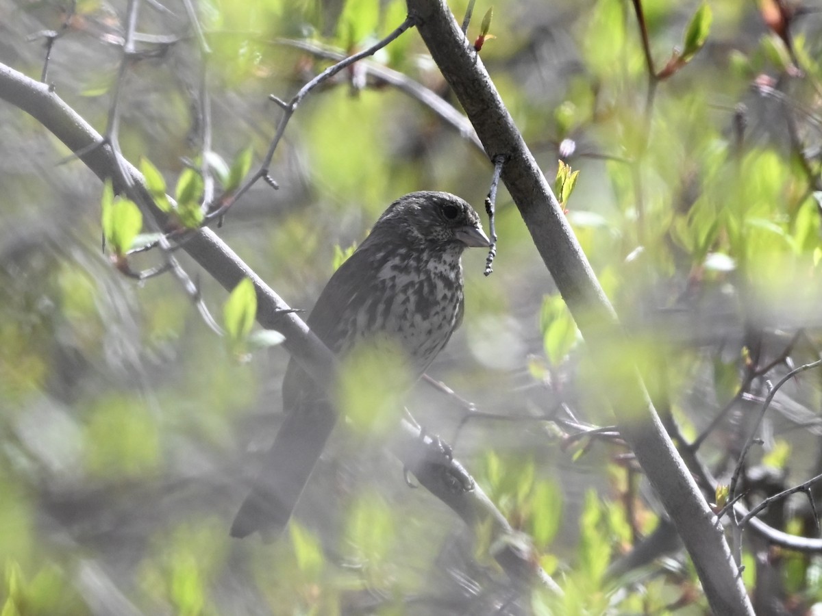 revespurv - ML635030619