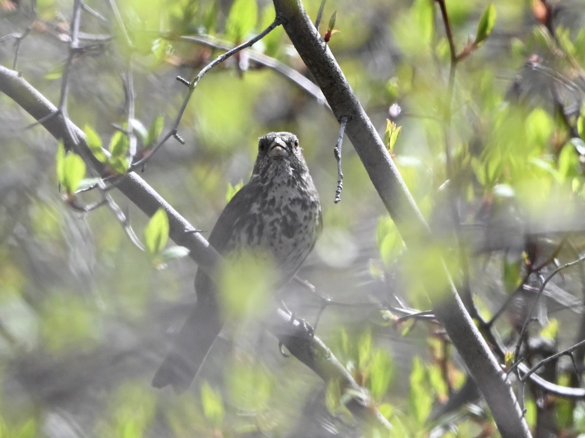 revespurv - ML635030621