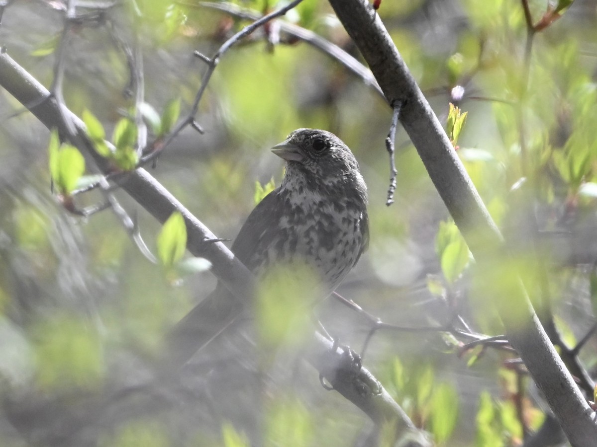 revespurv - ML635030622