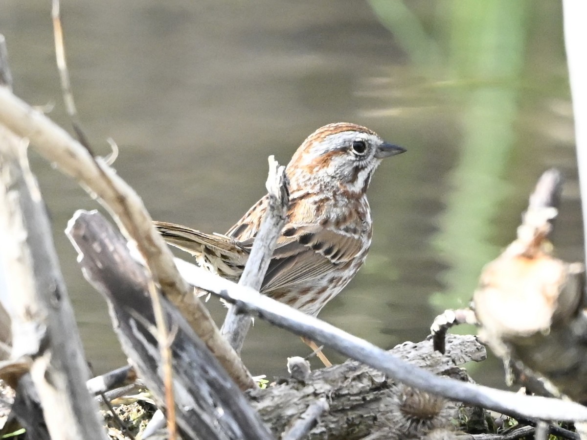 sangspurv - ML635030659