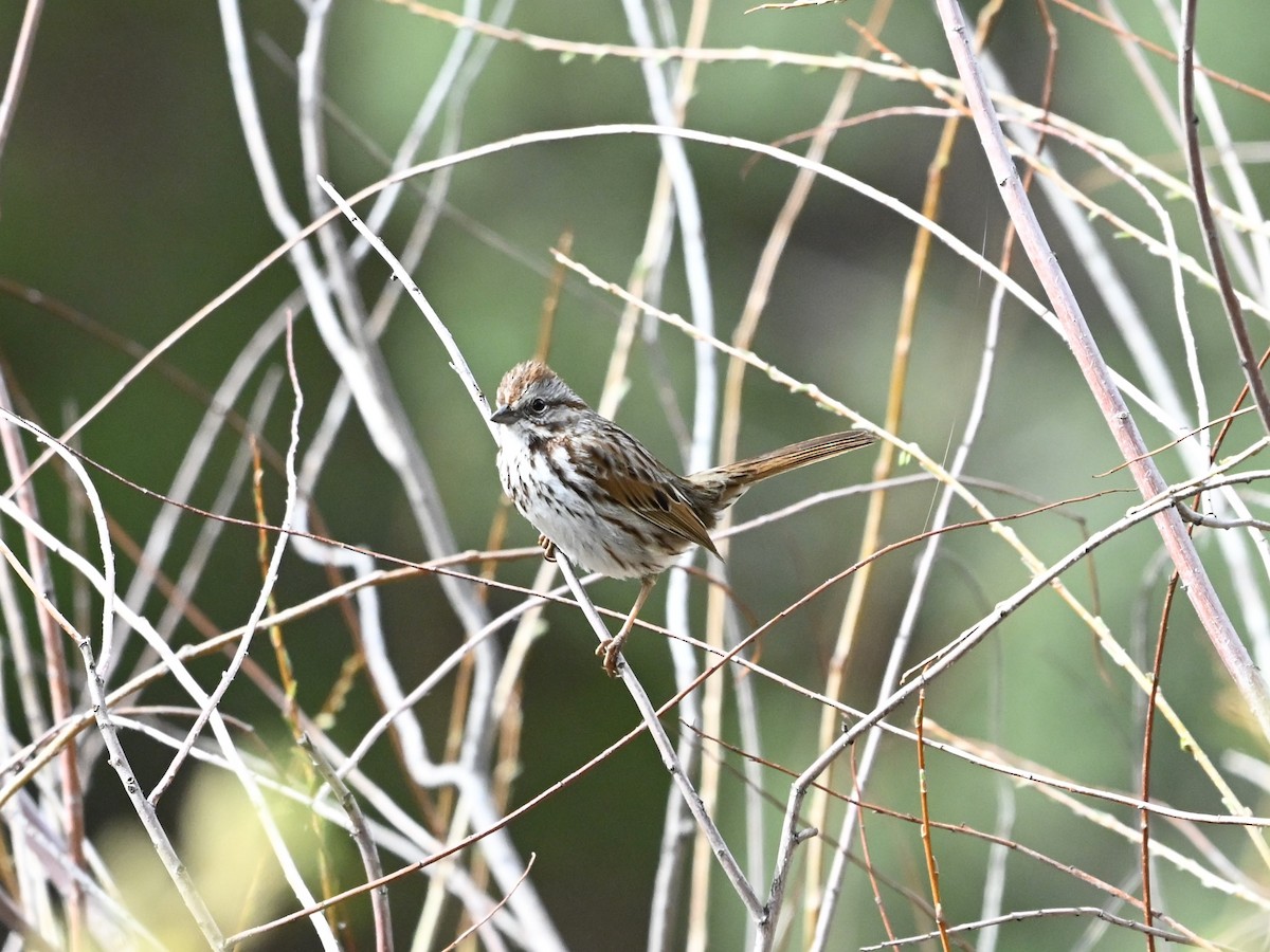 sangspurv - ML635030660