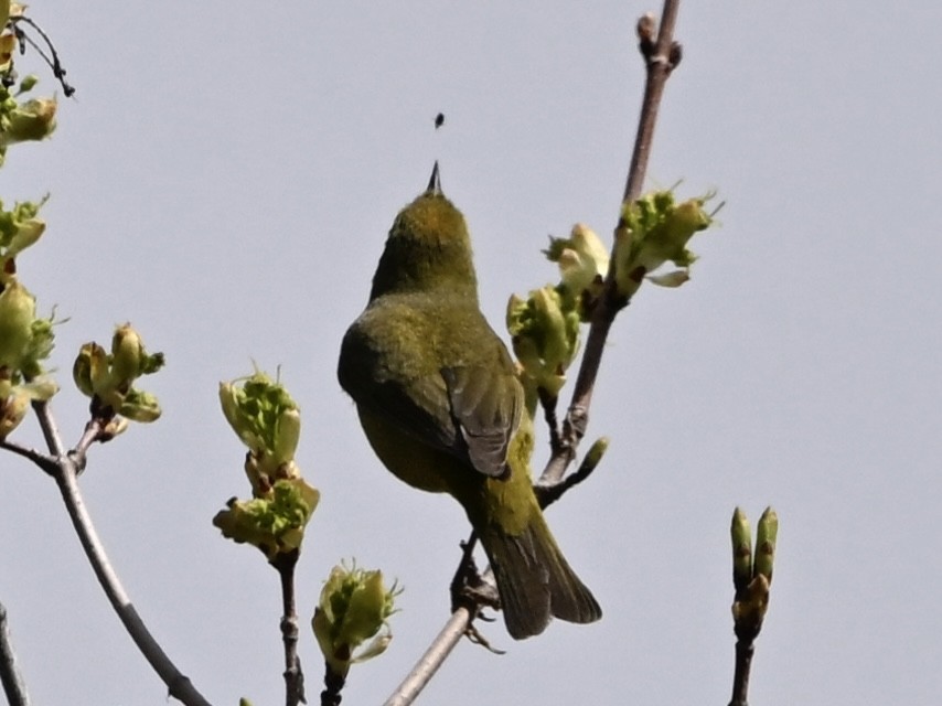 oransjekroneparula - ML635030677