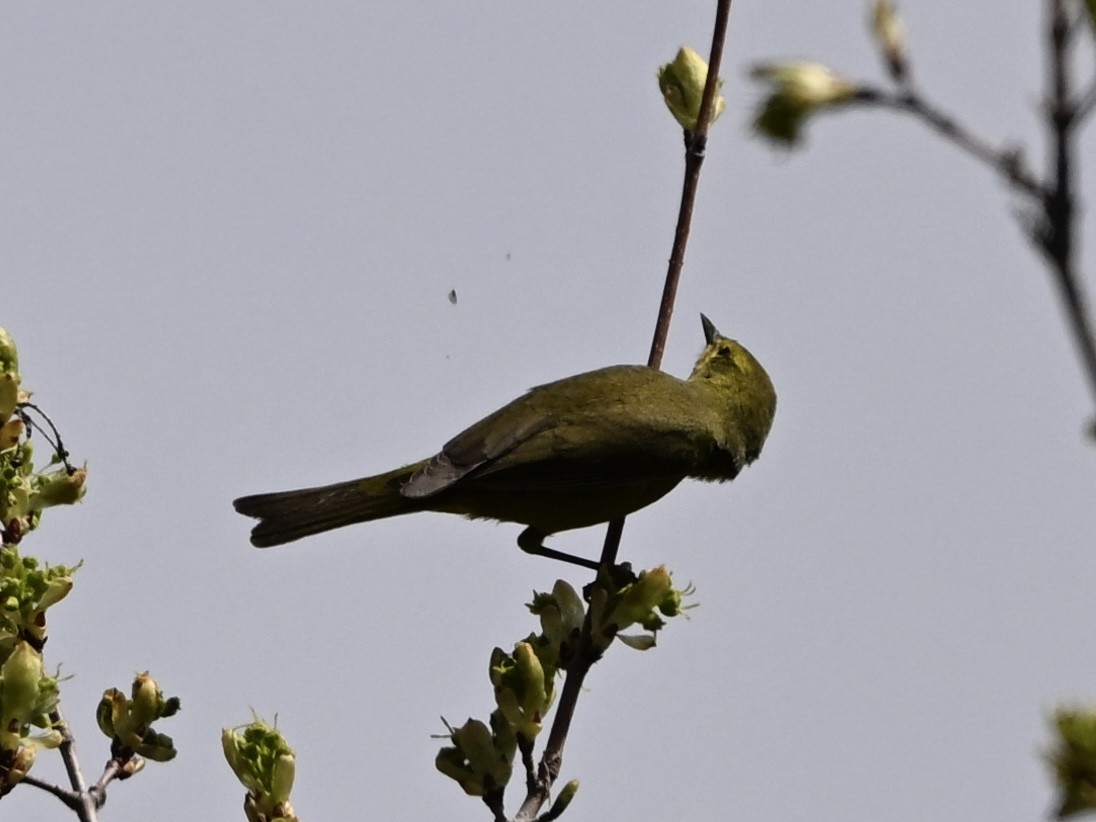 oransjekroneparula - ML635030678