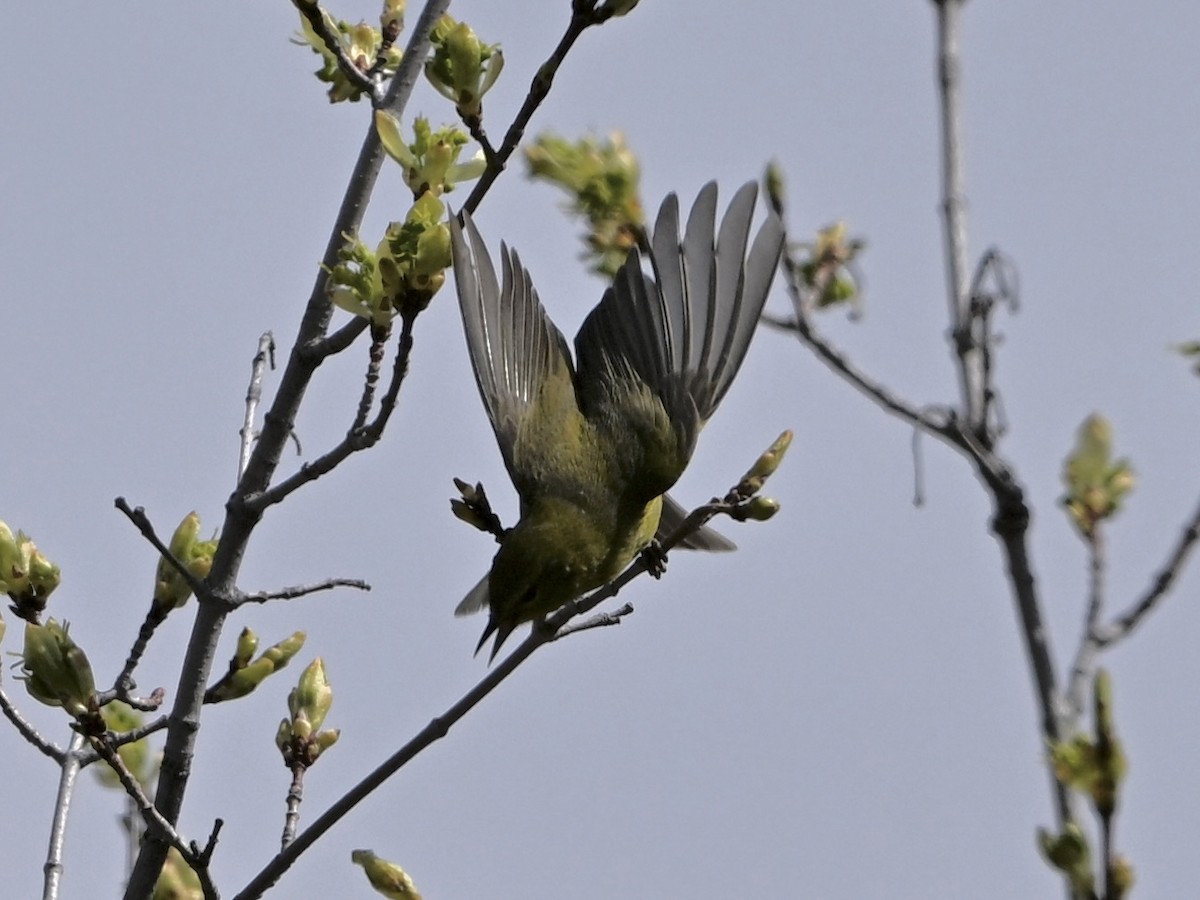 oransjekroneparula - ML635030679