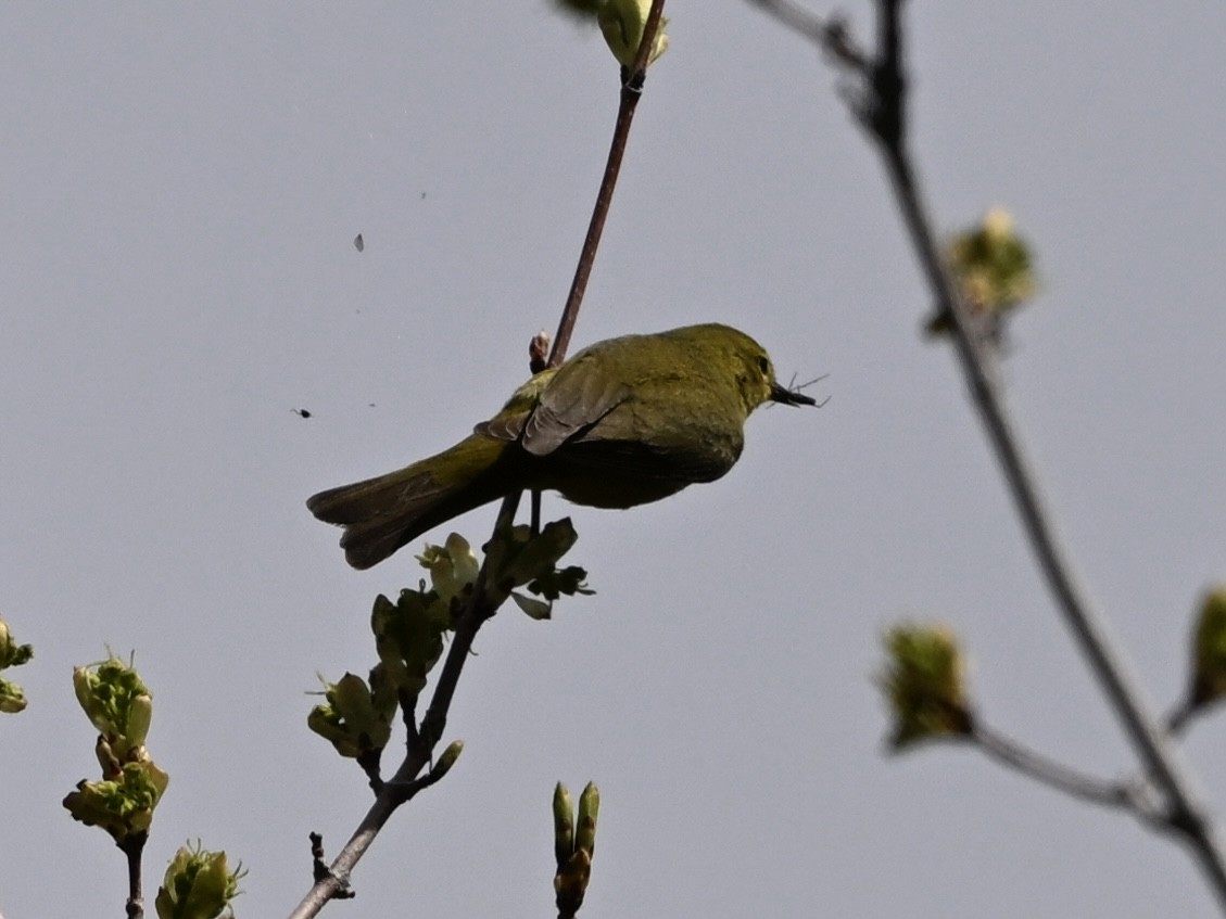 oransjekroneparula - ML635030680