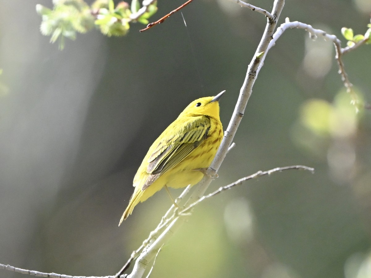 gulparula - ML635030697