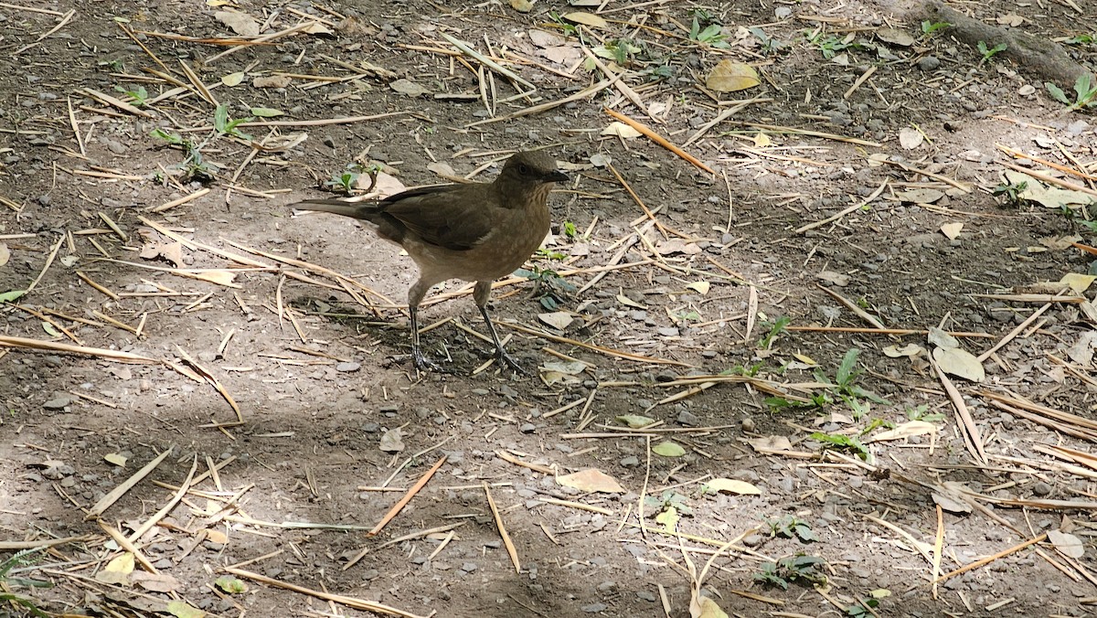 Black-billed Thrush - ML635030733