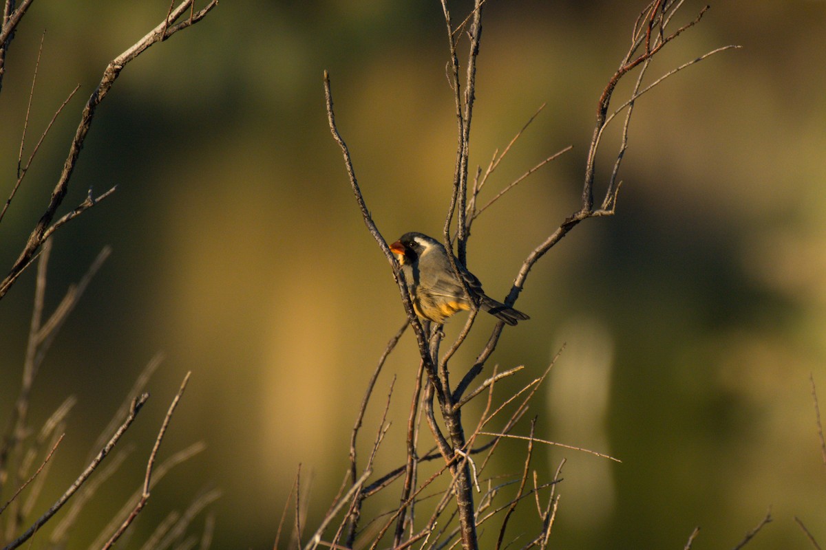 Golden-billed Saltator - ML635031012