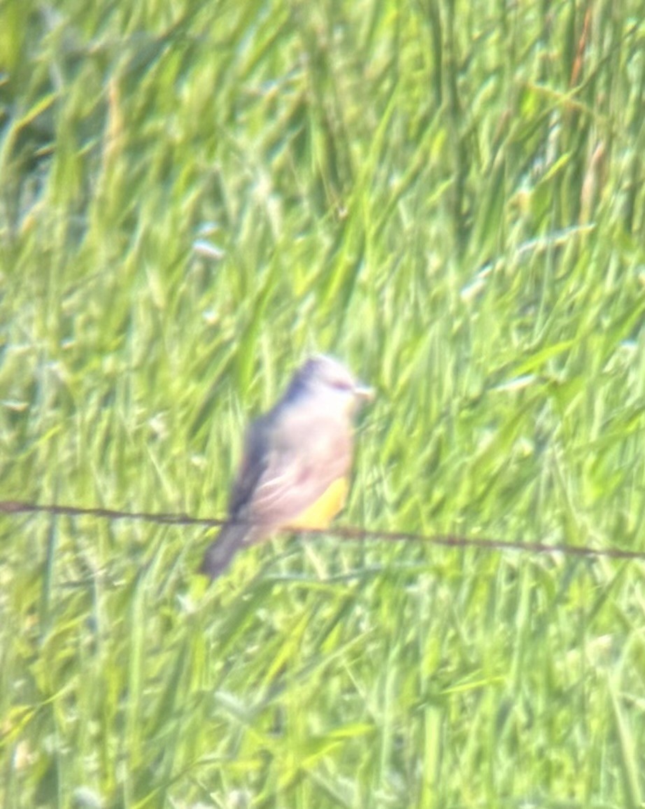 Western Kingbird - ML635031131
