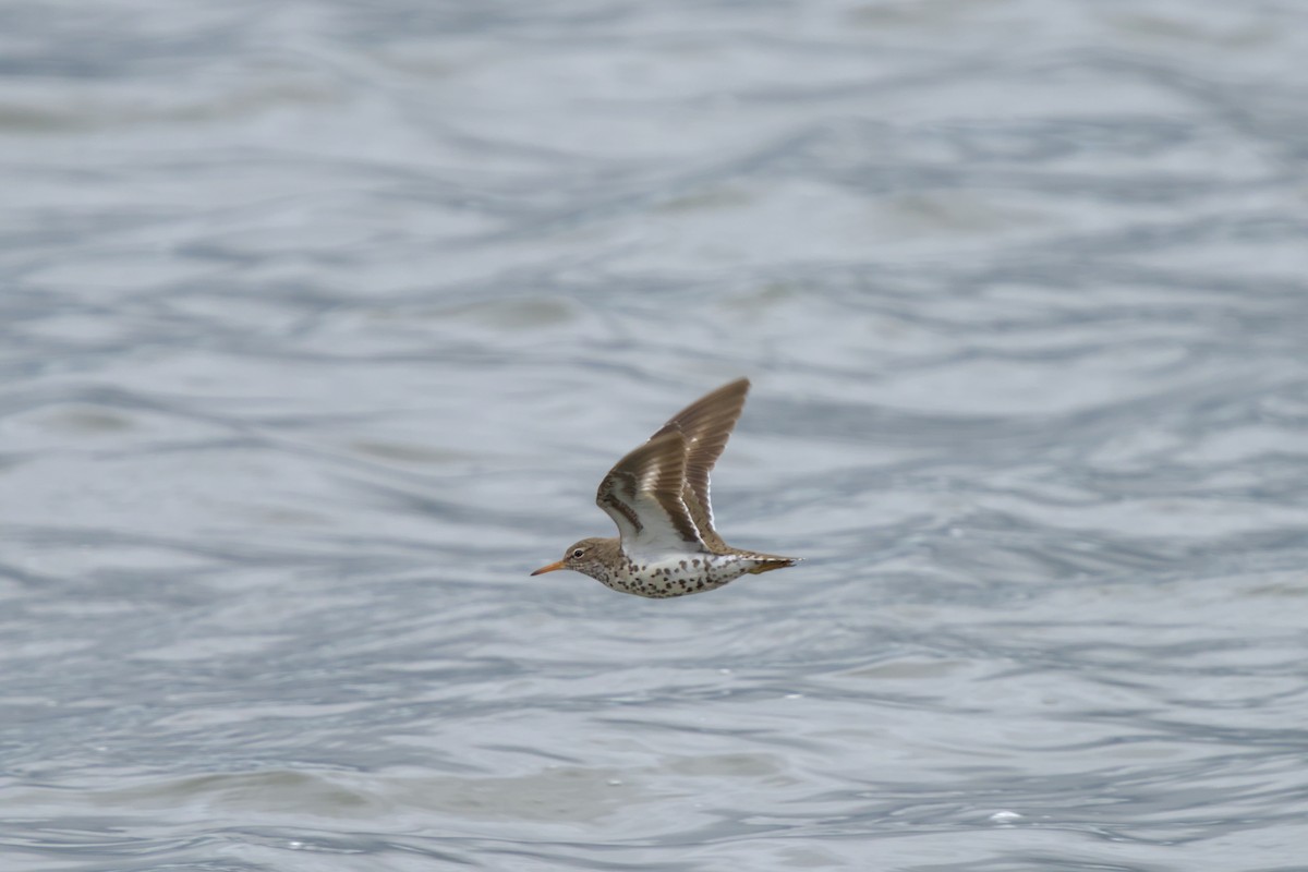 Spotted Sandpiper - ML635031162