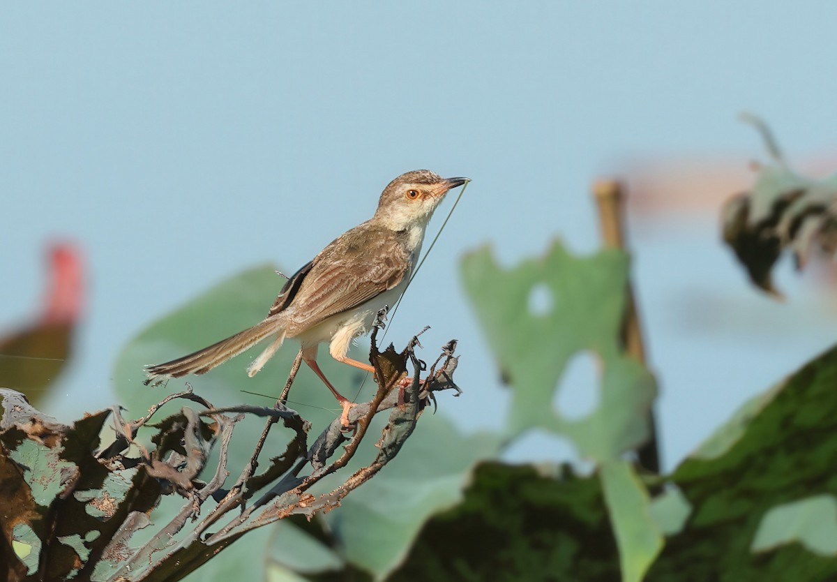 Plain Prinia - ML635031165