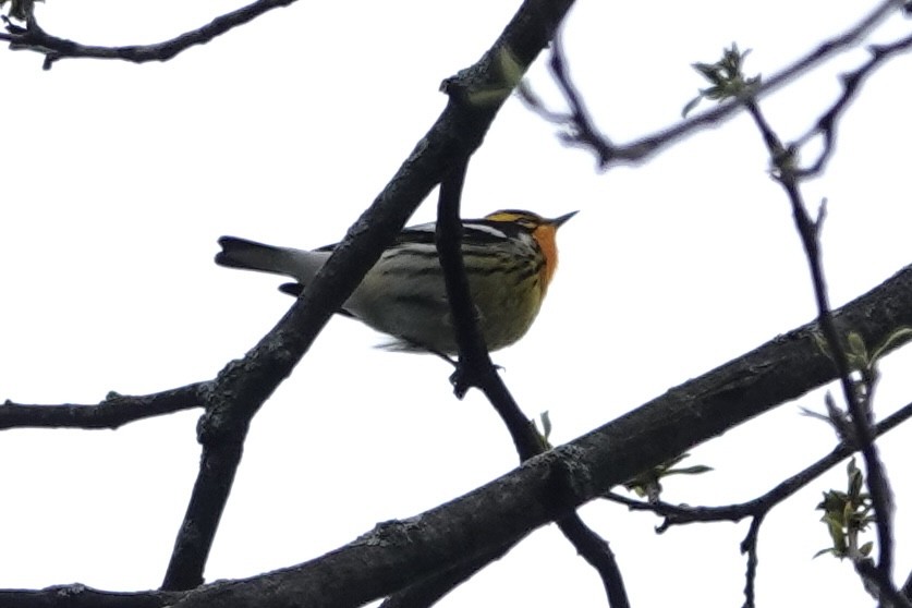 Blackburnian Warbler - ML635031178