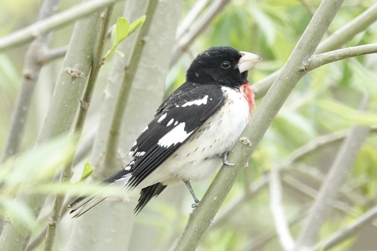 Rose-breasted Grosbeak - ML635031181