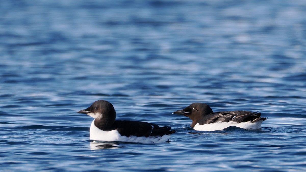 Guillemot de Brünnich - ML635031236