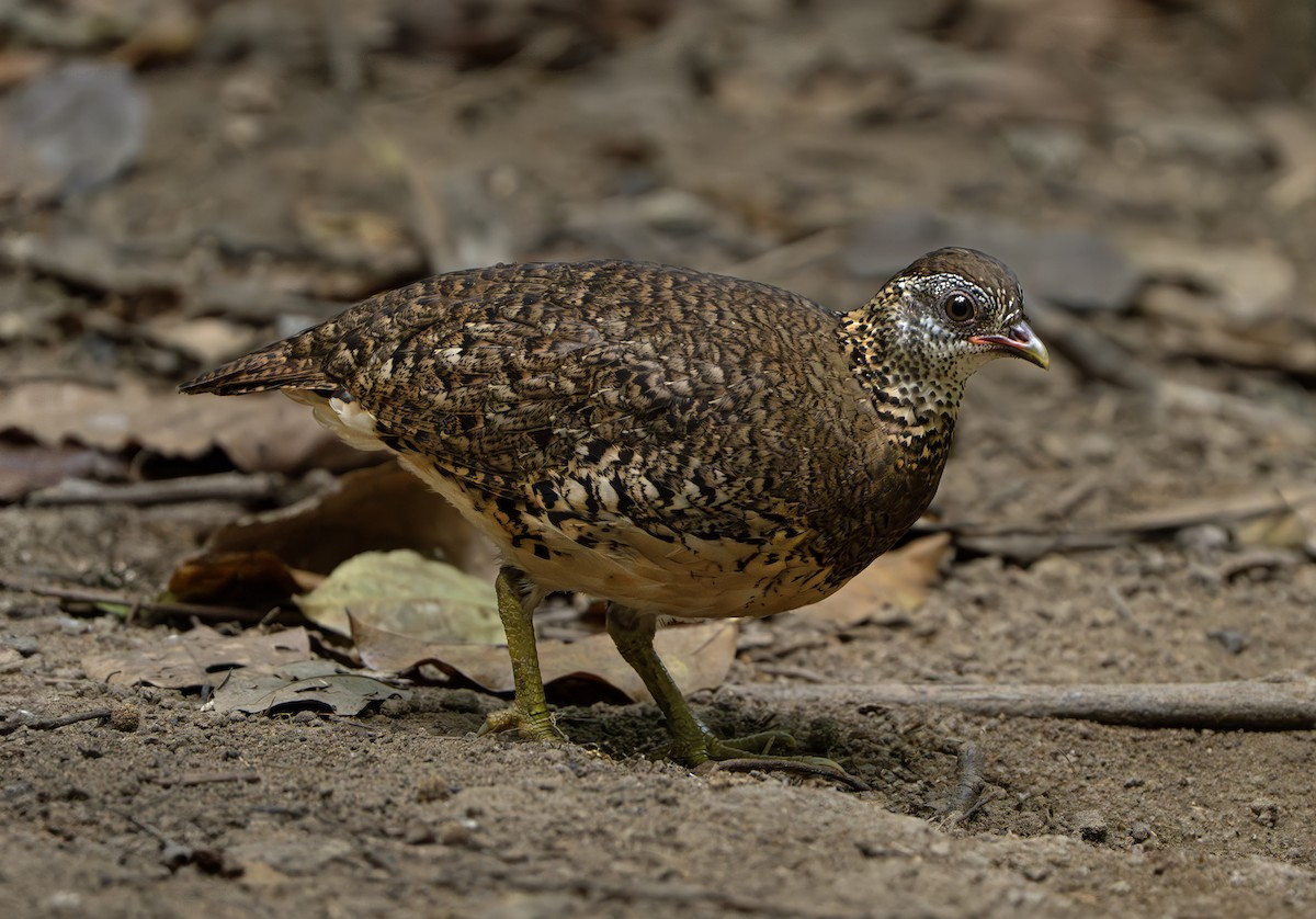 Scaly-breasted Partridge - ML635031417