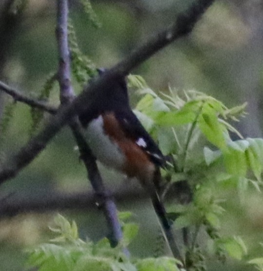 Eastern Towhee - ML635031495